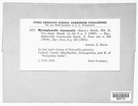 Pseudocercosporella ranunculi image